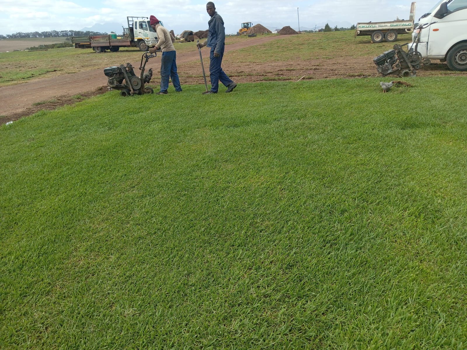 Greenview Farming team cutting fresh roll-on lawn on the Durbanville farm