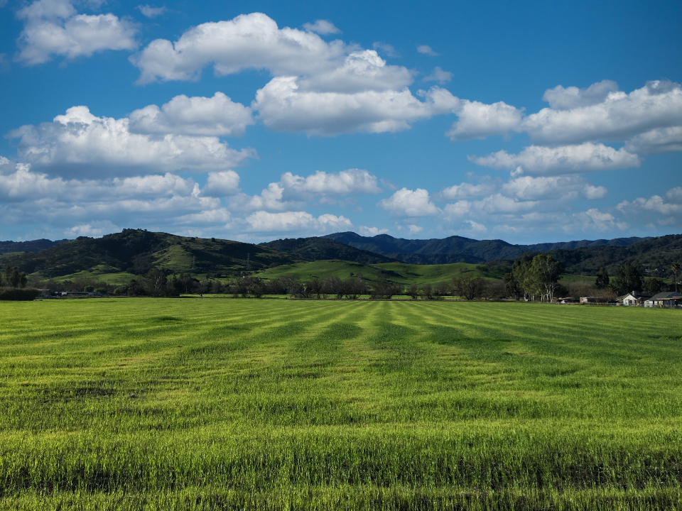 Lush green field of grass under a blue sky