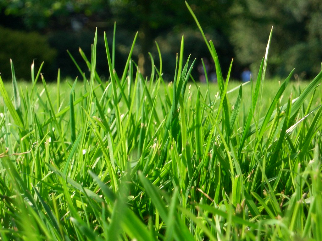 Buffalo lawn with broad blades and premium appearance