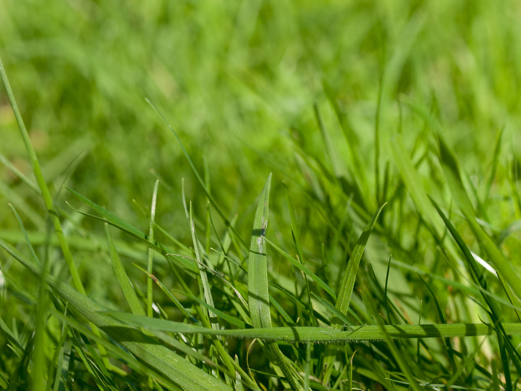 Fine-textured Cynodon lawn close-up
