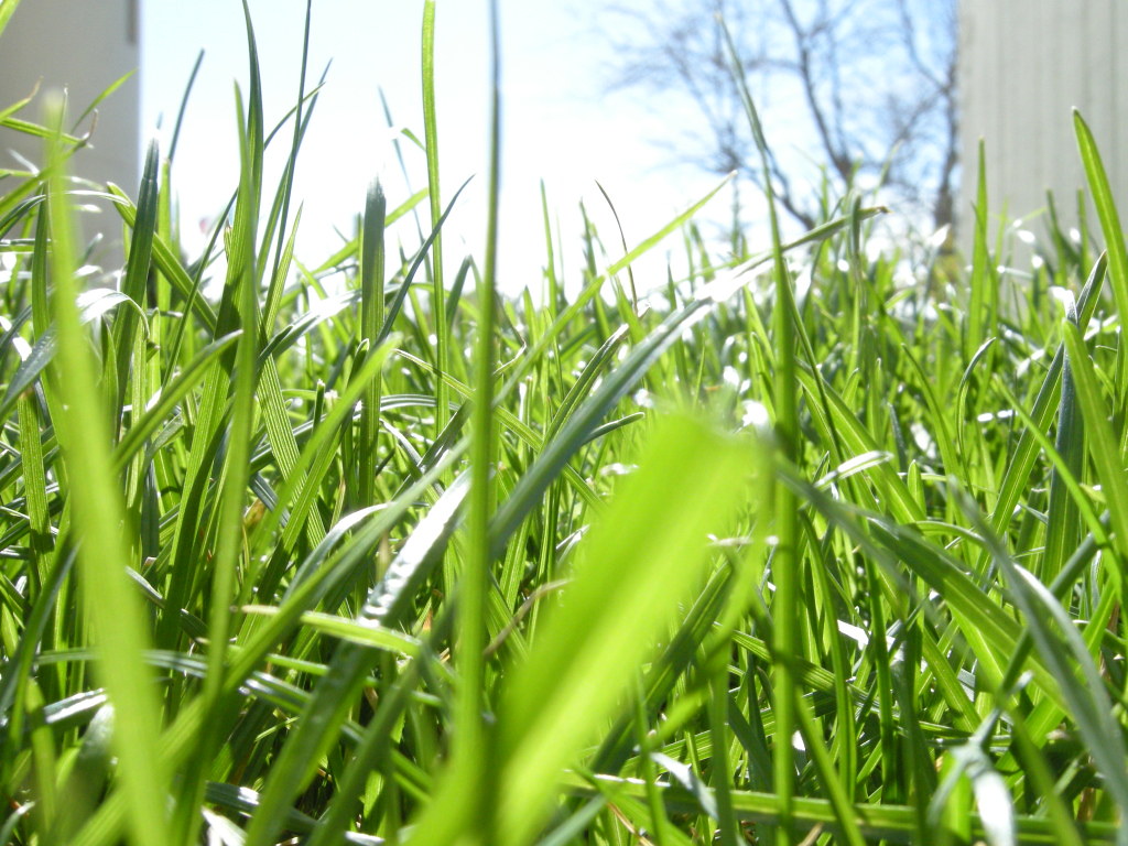 Close-up of lush green roll-on lawn