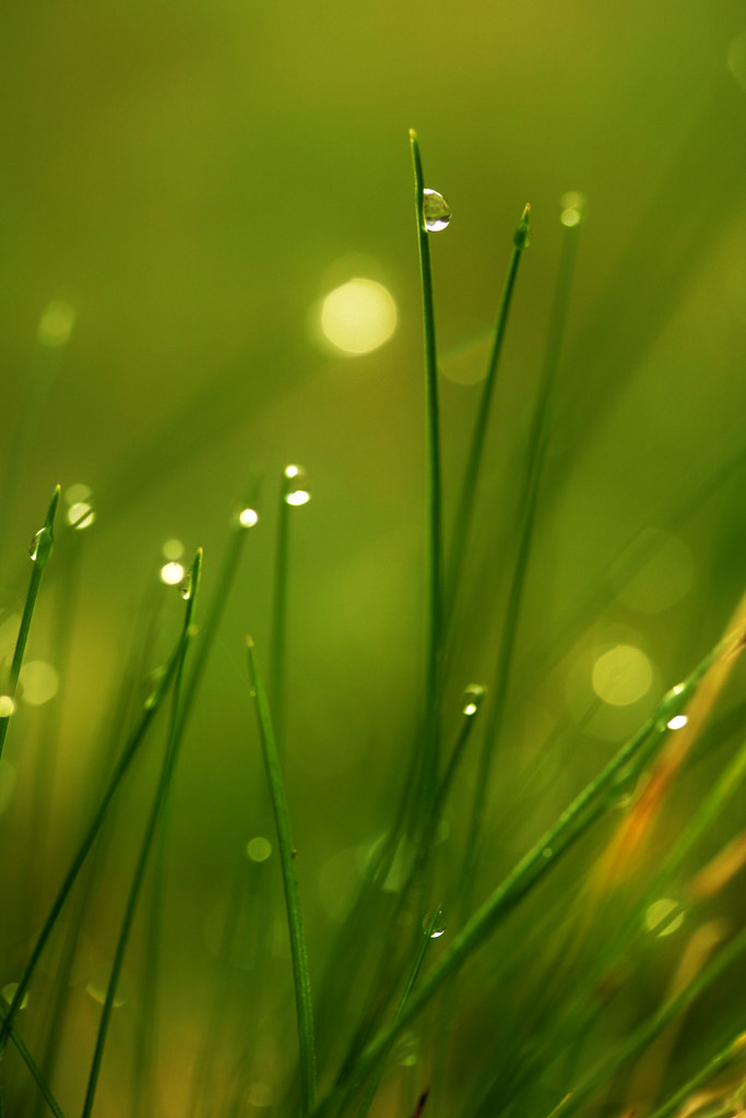 Soft LM Berea lawn close-up